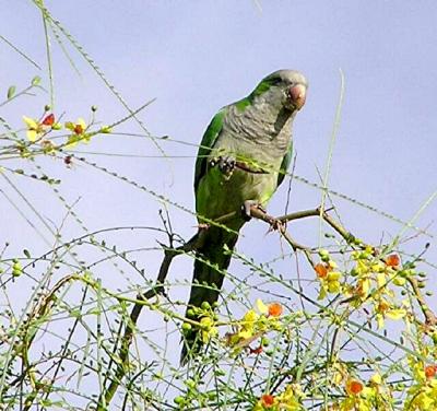 Parrots in our Garden