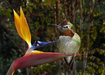 Two Pretty Birds