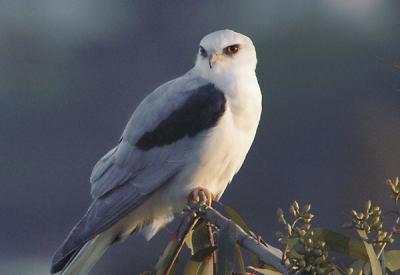 White-Tailed-Kite-on-branch.jpg