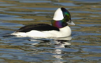 Bufflehead