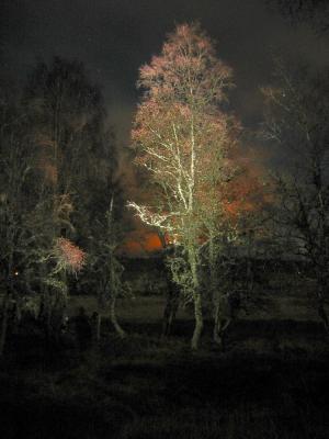 Trees at Night