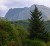 Ben Nevis and Pine