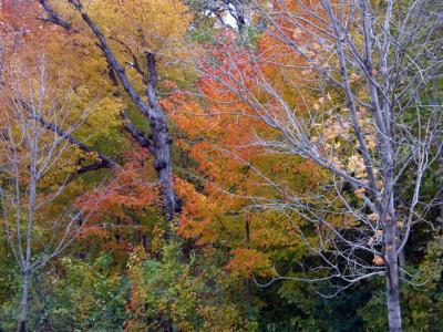 u21/cbowker/medium/35174425.changingleaves1.jpg