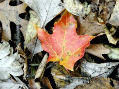 u21/cbowker/medium/35174430.fallenleaf1.jpg