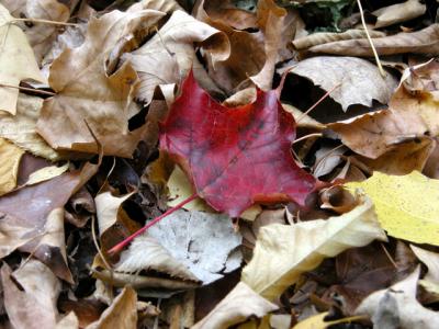u21/cbowker/medium/35174431.fallenleaf2.jpg