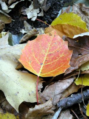 u21/cbowker/medium/35174433.fallenleaf4.jpg