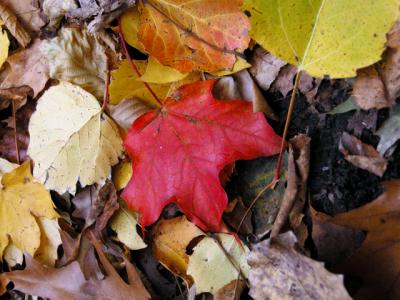 u21/cbowker/medium/35174434.fallenleaf5.jpg