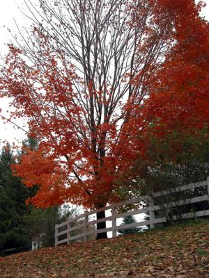 u21/cbowker/medium/35174453.treealongfence.jpg