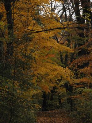 u21/cbowker/medium/35174455.woods1.jpg
