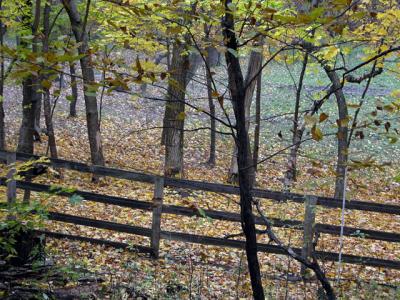 u21/cbowker/medium/35174456.woods2.jpg