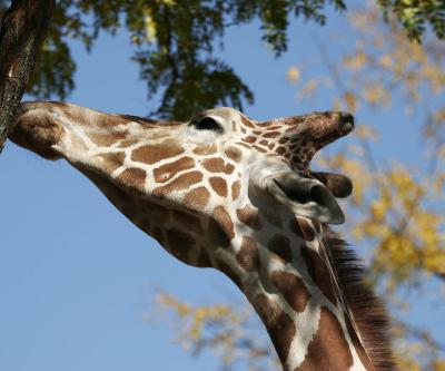 dream_of_serengeti__no
