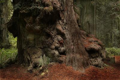 Redwood in Morning Dew