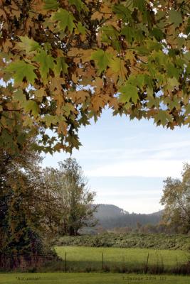 Autumnus