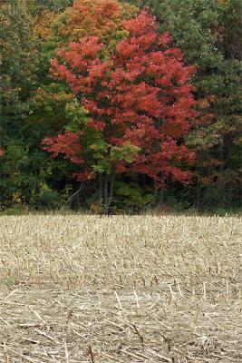 Corn Stubble Against Red Tree