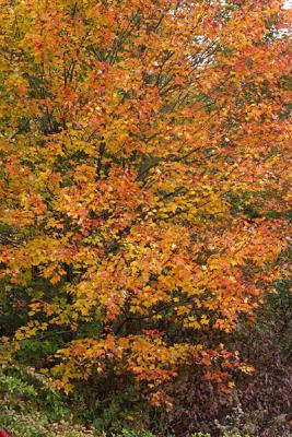 Maple, Yellow and Orange