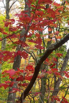 Red Maple Branches