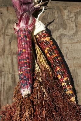 Decorative Corn