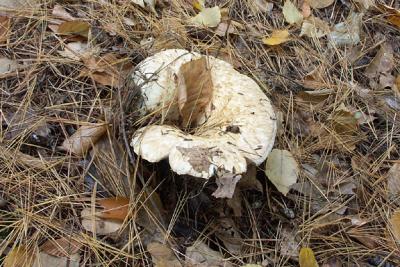 Mushroom Pushing Up