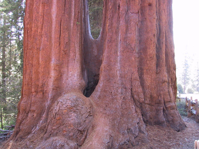 Sequoia N.P.