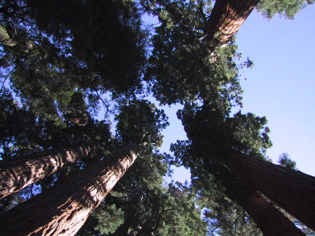 Sequoia N.P.