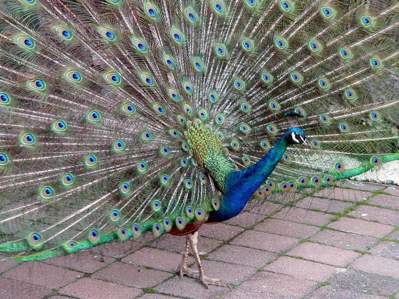 Peacock