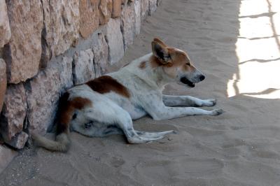 Egyptereis oktober 2004 hond.jpg