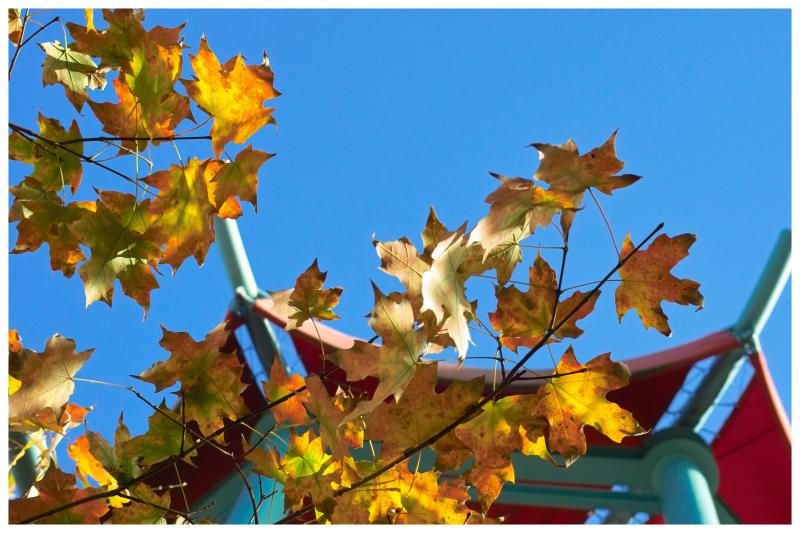 Maple Leaves