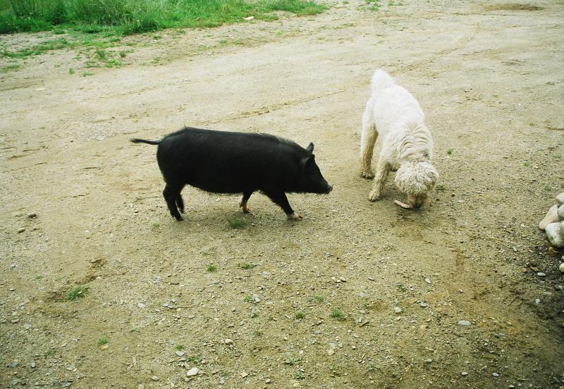 Gertie the Pig playing with the dogs