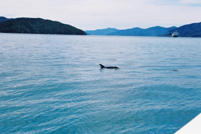 Dolphin sighting on the boat ride to the Queen Charlotte Track