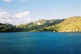 Views of a friendly Seagull from the ferry looking across the Marlborough Sounds