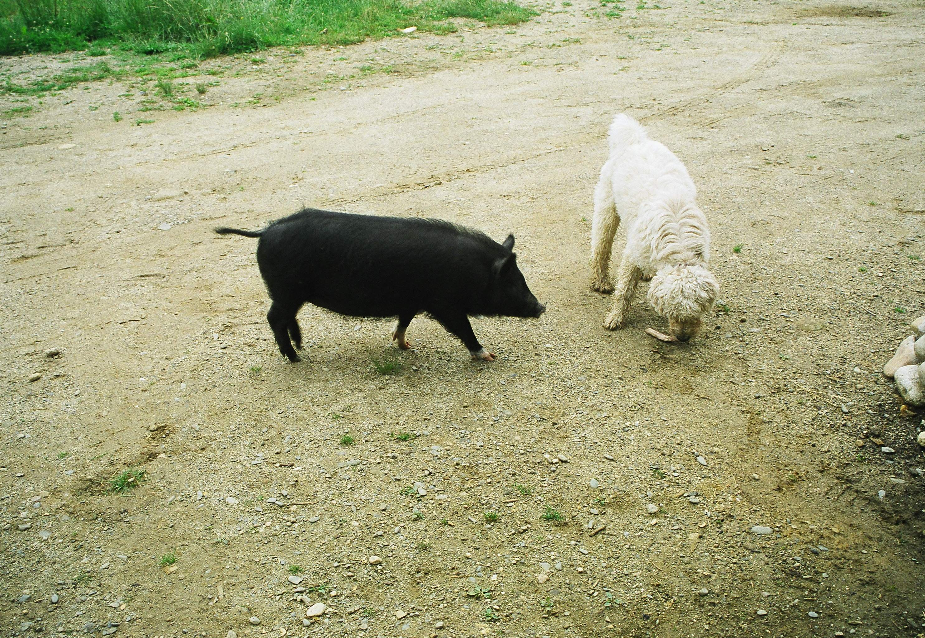 Gertie the Pig playing with the dogs
