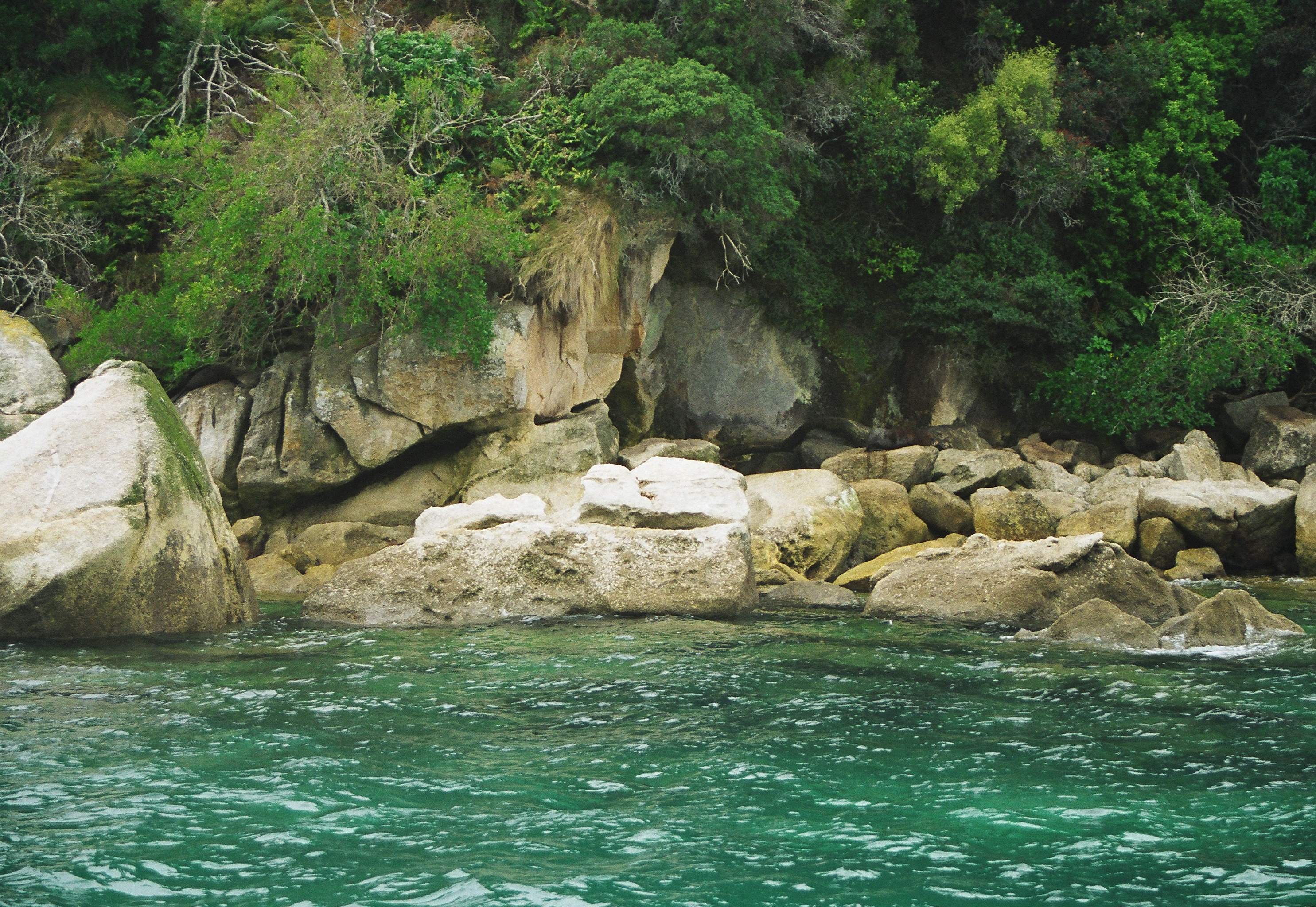 Theres a fur seal in this photo somewhere