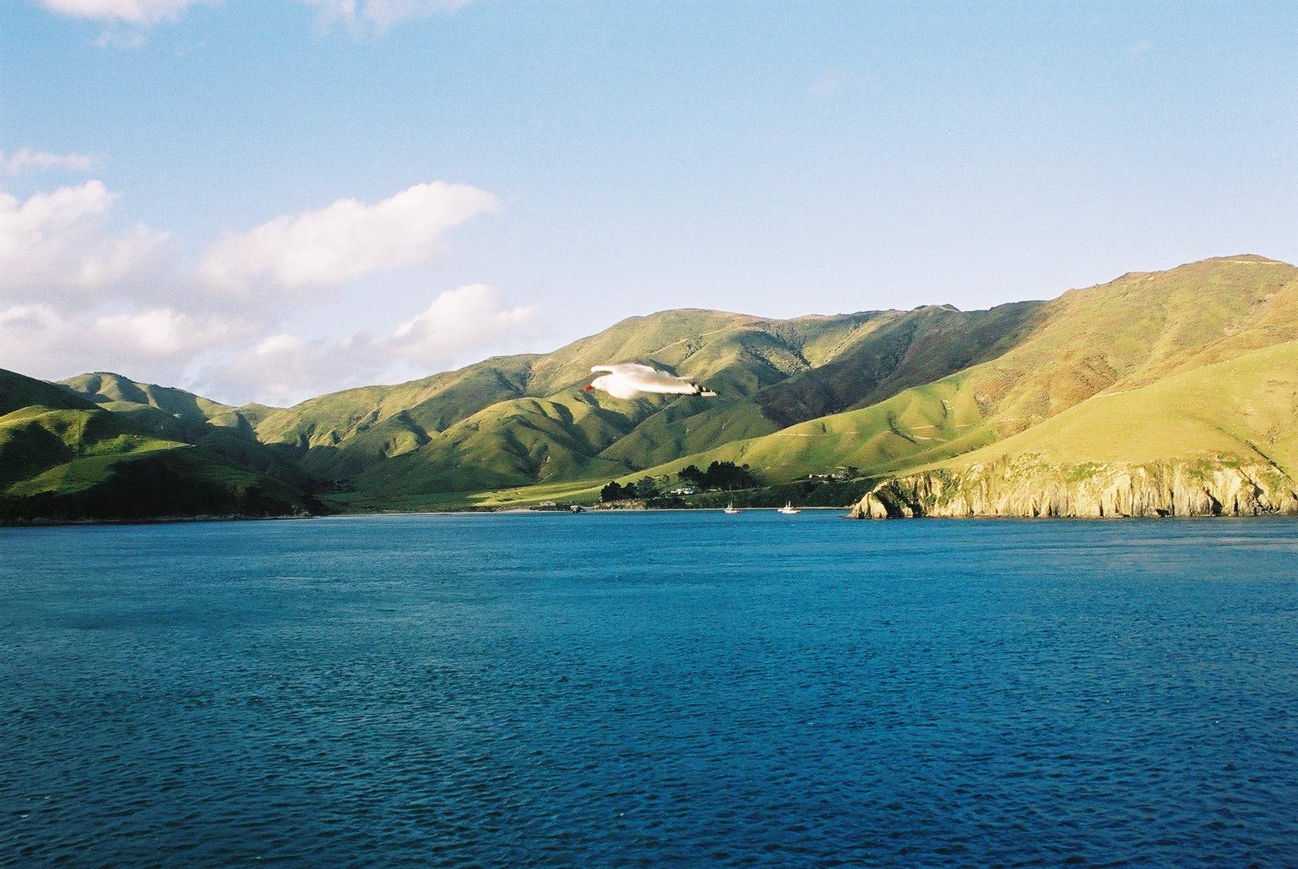 Views of a friendly Seagull from the ferry looking across the Marlborough Sounds