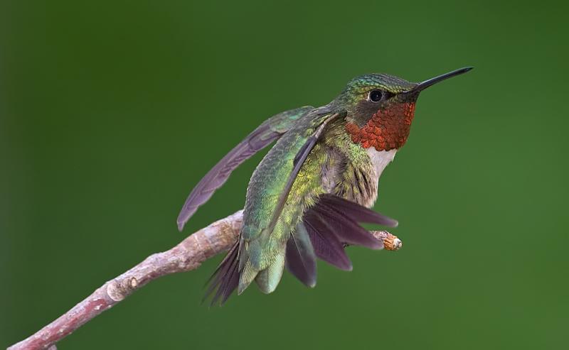 hummer displaying