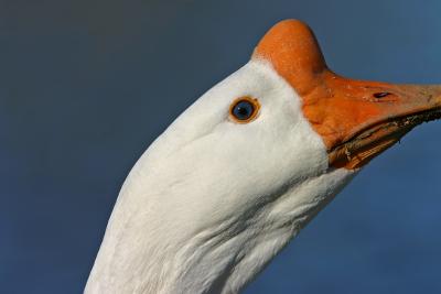 29 goose beak.jpg