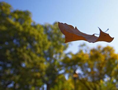 Fall 2