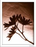 November 24 2004: <br> Flower in Silhouette