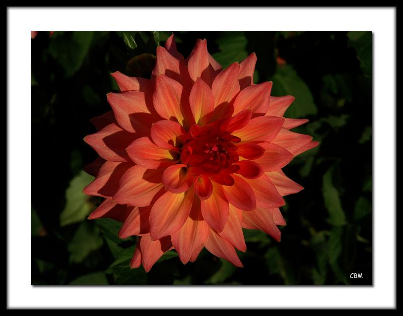 Red Dahlia