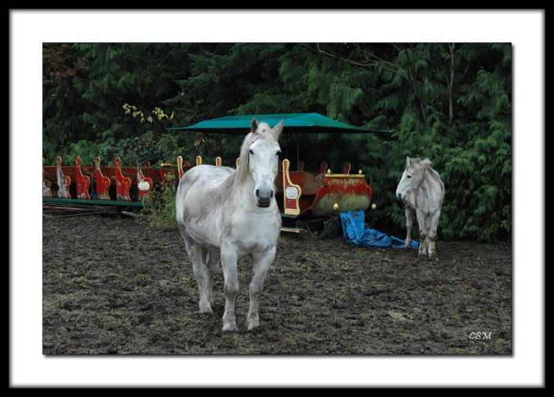 White horses