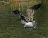  Lesser Black-Backed Gull