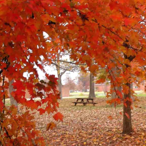 22 NOV 04  CAMPUS PICNIC