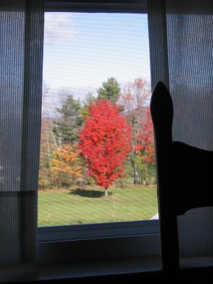Our B&B window view