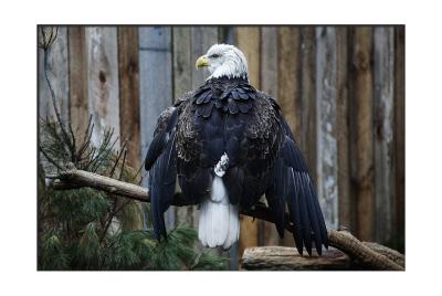 American Bald Eagles have injured wings and....