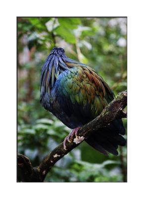....feathers!