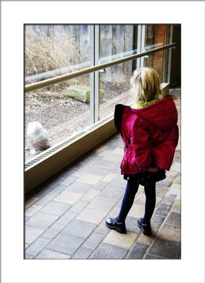 Snowy Owl sits in easy view.