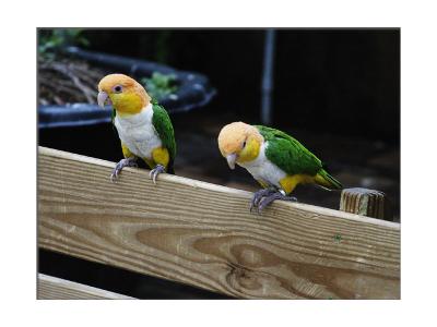 What kind of parrot is this?
