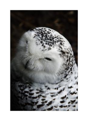 Beautiful bird that we are lucky...