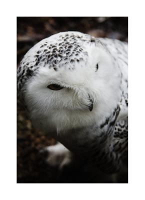 u21/cokids/medium/13980830.21CBAviarySnowyOwl60933.jpg