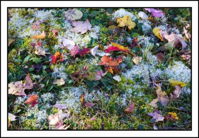 This one of the floor of the cemetery reminded me of a bouquet.