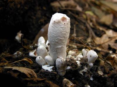 Entoloma-abortivum8633.jpg